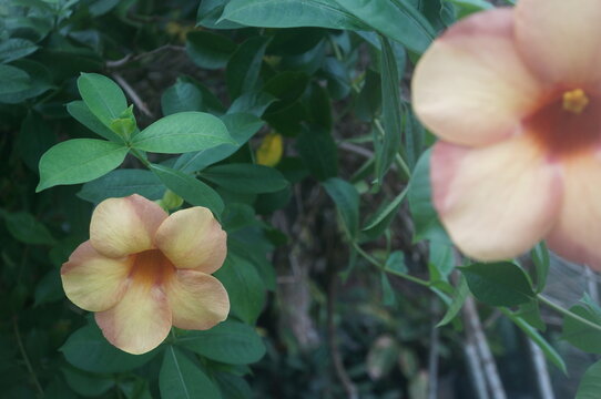 Close up of a blooming yellow-orange Allamanda flower surrounded by green leaves in natural sunlight.