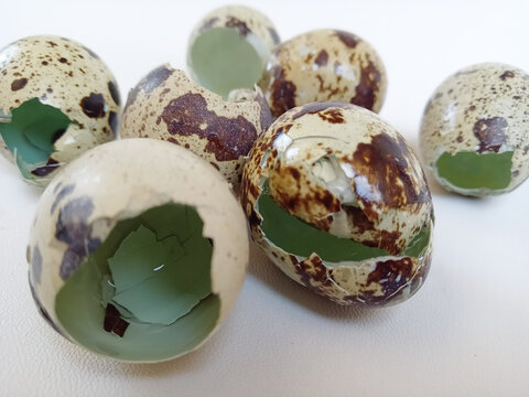 Broken quail eggshells with green interior on clean white background