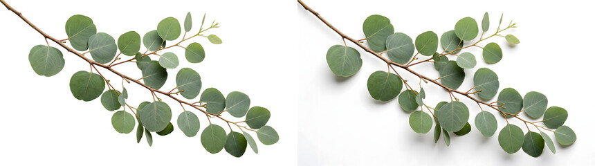 Eucalyptus branch with round silvery green leaves suited for floral design and botanical decoration projects, PNG, Transparent and White Background Versions © Graphen