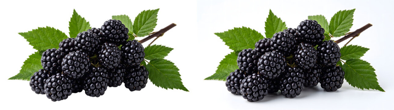 Fresh ripe blackberries with green leaves and stem for healthy fruit and organic food design, PNG, Transparent and White Background Versions