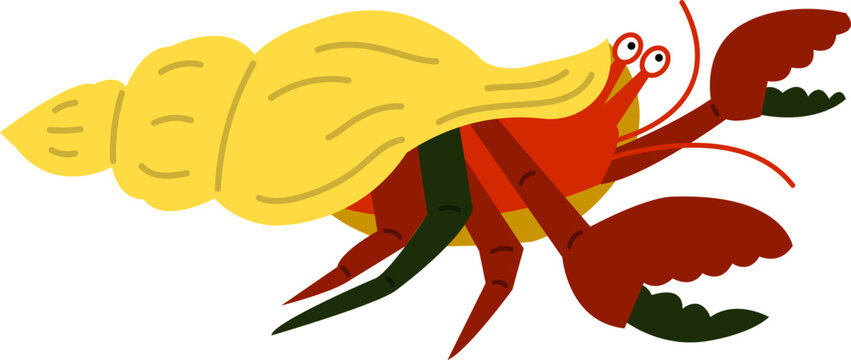 hermit crab