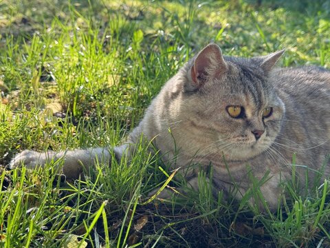 Cute cat feline lying in the grass