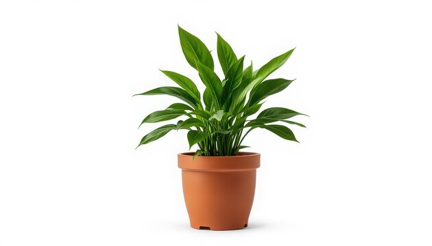A diverse collection of high-quality objects and subjects isolated on a clean white background, featuring realistic details, natural textures, sharp edges, balanced composition, and professional studi