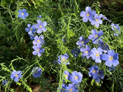 Linum perenne perennial blue flax flowering plant.