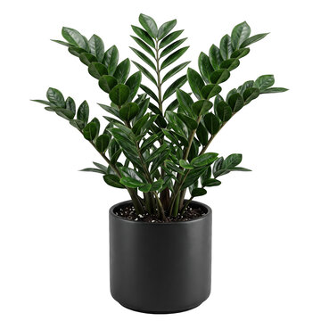 Zamioculcas zamiifolia zz plant in black minimalist pot with zamioculcas houseplant minimalist decorative botanical