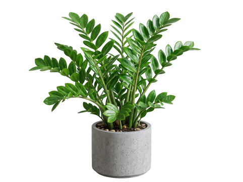 Zamioculcas zamiifolia houseplant in a textured grey concrete planter isolated on white background with zamioculcas zamiifolia houseplant tropical botanical decorative concrete minimalist