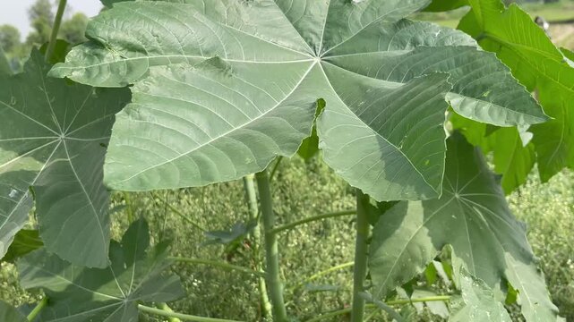 Close-up of Green Palmate Leaves on a Castor Bean Plant Outdoors