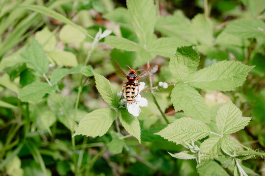 Top-down view of a hornet hoverfly hovering over a blackberry blossom.