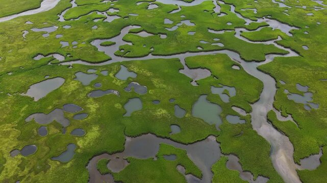 A maze of channels meander through an extensive salt marsh in Pleasant Bay, Cape Cod. Marshes provide critical habitat for many birds, fish, and marine invertebrates to feed, mate, and nest.