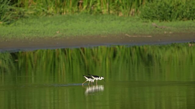 Two Black-winged stilt wondering in the lake with reflections
