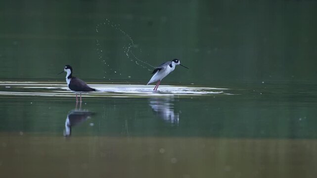 Black-winged stilt showers in the lake with reflections