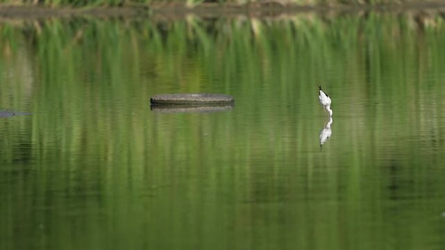 Black-winged stilt wondering in the lake with reflections