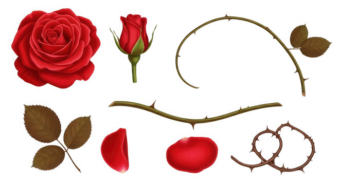 Elegant red rose and leaf vector icons isolated on transparent background