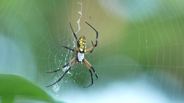 Golden Silk Orb weaver on web