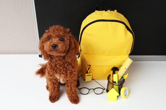 Cute brown poodle dog sitting next to a yellow backpack and school supplies on a white desk with a blackboard