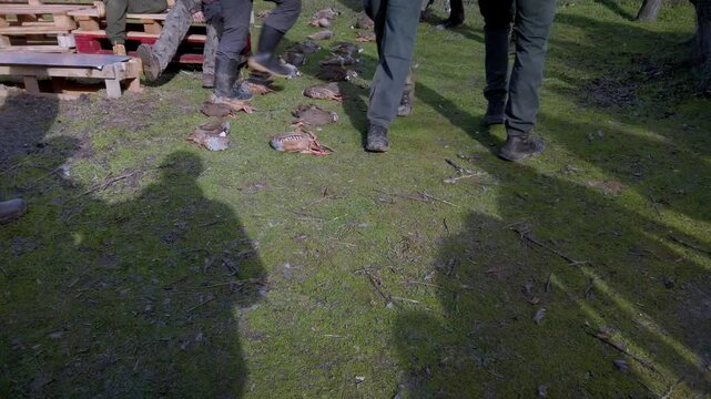 Group of hunters walking around red-legged partridges laid out on the grass. Concept for hunting tradition, game distribution, shooting sport, and small game harvest.