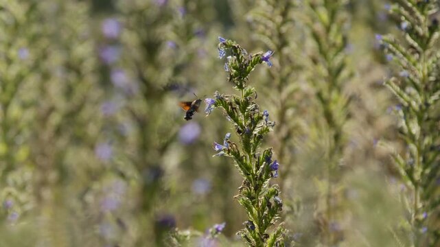 Hummingbird Hawk-Moth hovers and use proboscis to suck nectar from purple flower