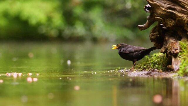 Common blackbird eats by shallow water as rain falls, slow motion