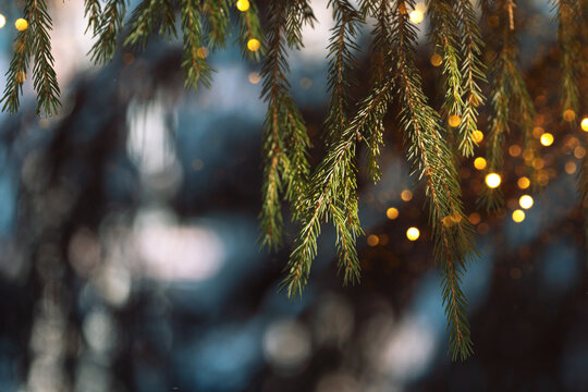 Evergreen branches with glowing Christmas lights and soft festive bokeh.