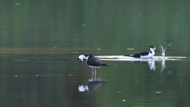 Black-winged stilt showers in the lake with reflections