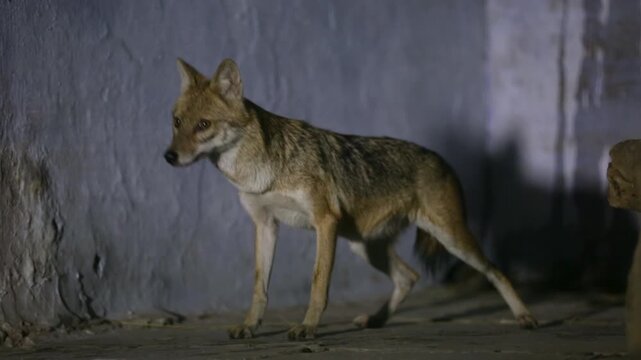 Alert Golden Jackal Standing at Night in Gujarat India Wildlife