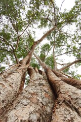 Fototapeta premium Landscape the big tree with nature background