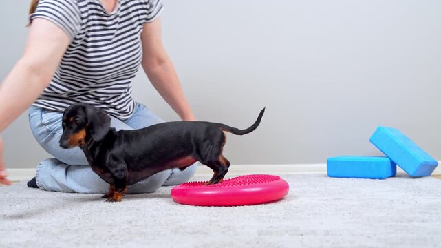 A black and tan dachshund dog steps down from a pink balance disc as a woman in a striped shirt guides it, a canine wellness workout strengthening core stability indoors.