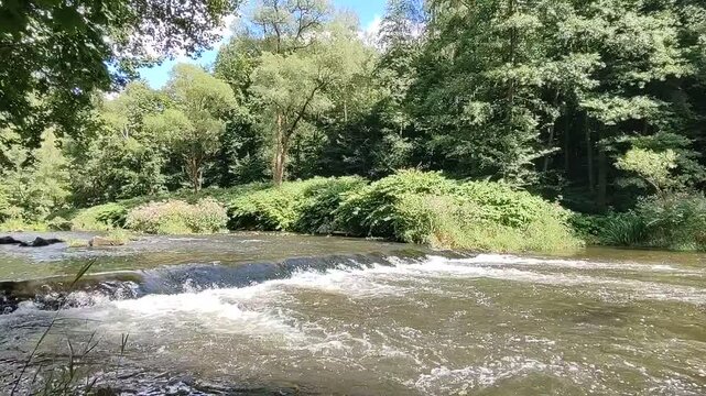 river in the forest