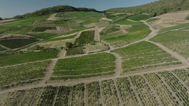 Vue sur les vignes et le coteau viticole du Vernois, Jura (39)