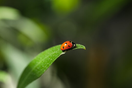 Green plant with cute small ladybug on blurred background, closeup