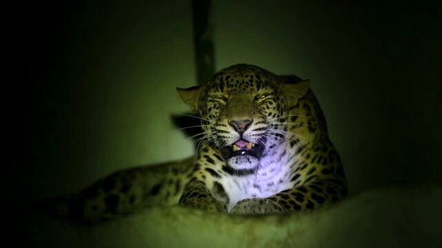 Leopard Roaring at Night in Gujarat Forest Wildlife Close Up India