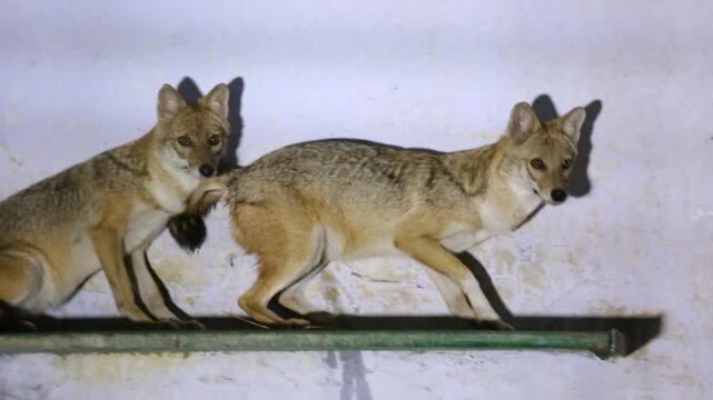 Pair of Golden Jackals at Night in Gujarat India Wildlife
