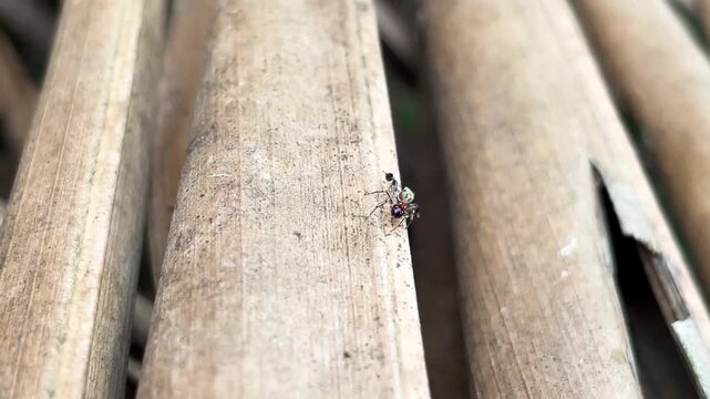 A vibrant jumping spider walks on a dry coconut leaf. Macro focus details its iridescent body patterns. Shallow depth of field yields a soft background bokeh. Ideal for wildlife b-roll