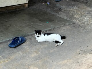 cat on the beach © Muhammad