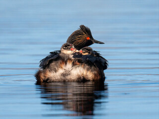 Black-necked grebe adult carrying chicks on calm blue lake water © Leon Burda