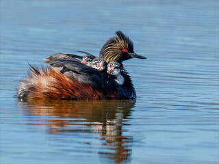Black-necked grebe adult swimming with chicks on back in calm lake © Leon Burda