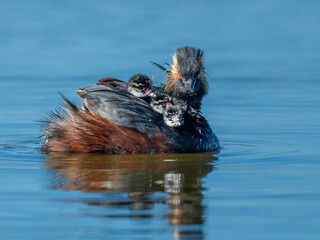 Black-necked grebe adult swimming with chicks on its back in calm blue water © Leon Burda