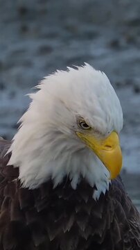 Bald eagle looking down near water.
