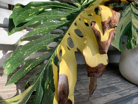Diseased Monstera Plant: A close-up view of a Monstera plant's leaves showing signs of disease or distress, with yellowing and brown, burnt edges, highlighting plant care issues and health concerns.