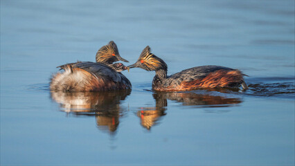 Black-necked grebe parents feeding young chicks on calm water © Leon Burda
