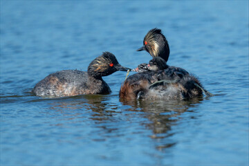 Black-necked grebe parents feeding chicks on a calm blue lake © Leon Burda