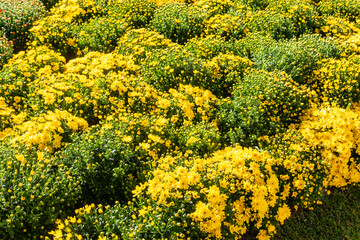 Obraz premium Vibrant background of yellow chrysanthemum flower bushes with green buds blooming in autumn garden