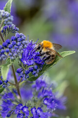 Bumblebee collecting nectar on purple bluebeard flower (Caryopteris) © jokuephotography
