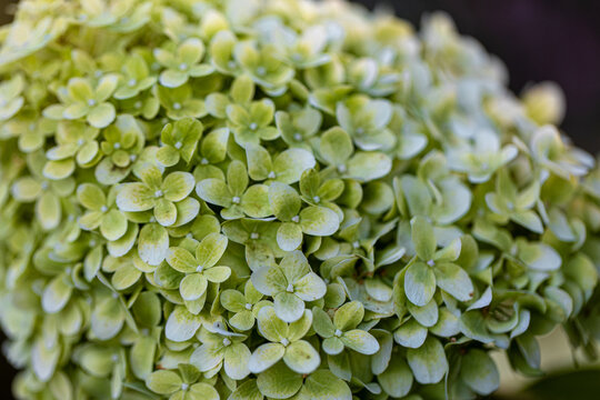 Green limelight hydrangea blooming in summer garden
