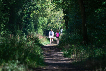 Fototapeta premium People walk on a narrow path surrounded by trees and greenery during a sunny day in the forest
