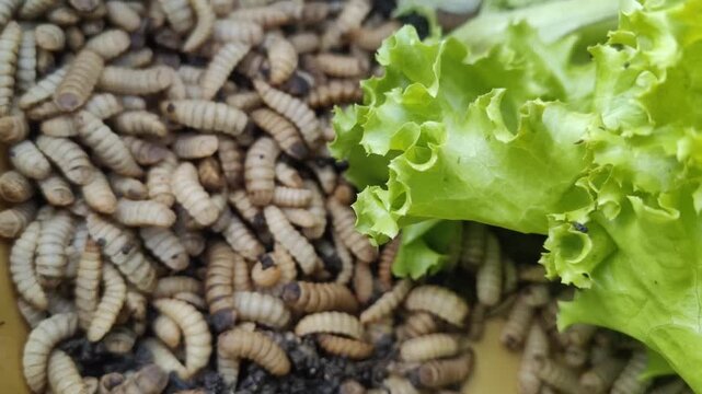 maggots eating green lettuce