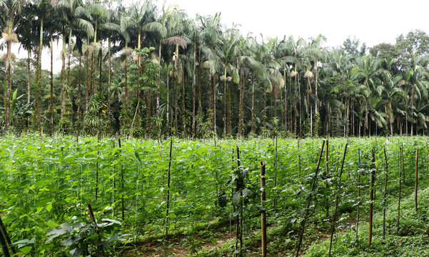 Agroforestry system or commercial palm plantation&mdash;featuring a&ccedil;a&iacute; or ju&ccedil;ara palms&mdash;in the background. These systems combine trees with other agricultural crops to optimize land use and preserve the soil