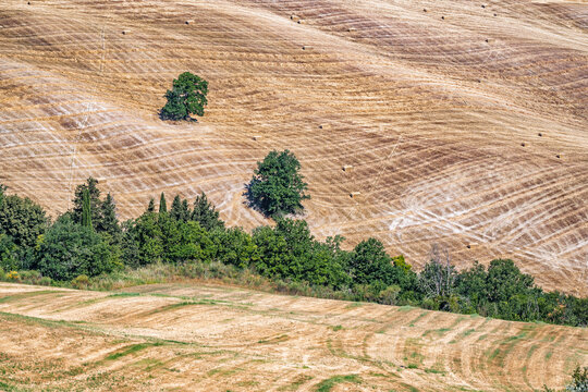 Golden harvested hills with visible tractor lines and scattered hay bales bordered by green trees and shrubs in summer countryside of Montefeltro Italy under clear daylight