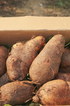 Freshly Dug Yams with Soil and Roots in Wooden Farm Crate - Organic Agricultural Produce