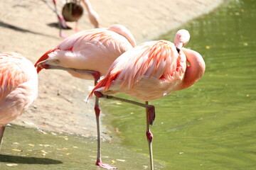 pink flamingos in a zoo in france  © frdric